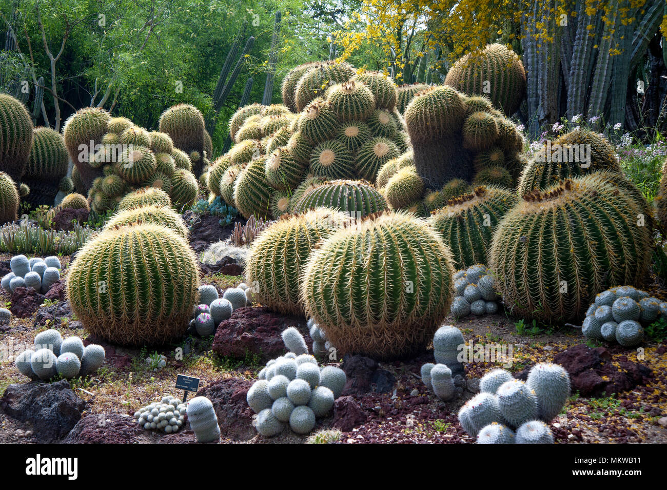Jardin de cactus Cactus Baril de l'affichage à l'Huntington Gardens à Pasadena, CA Banque D'Images