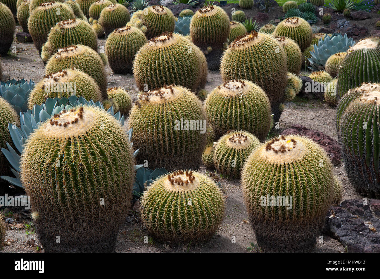 Jardin de cactus Cactus Baril de l'affichage à l'Huntington Gardens à Pasadena, CA Banque D'Images