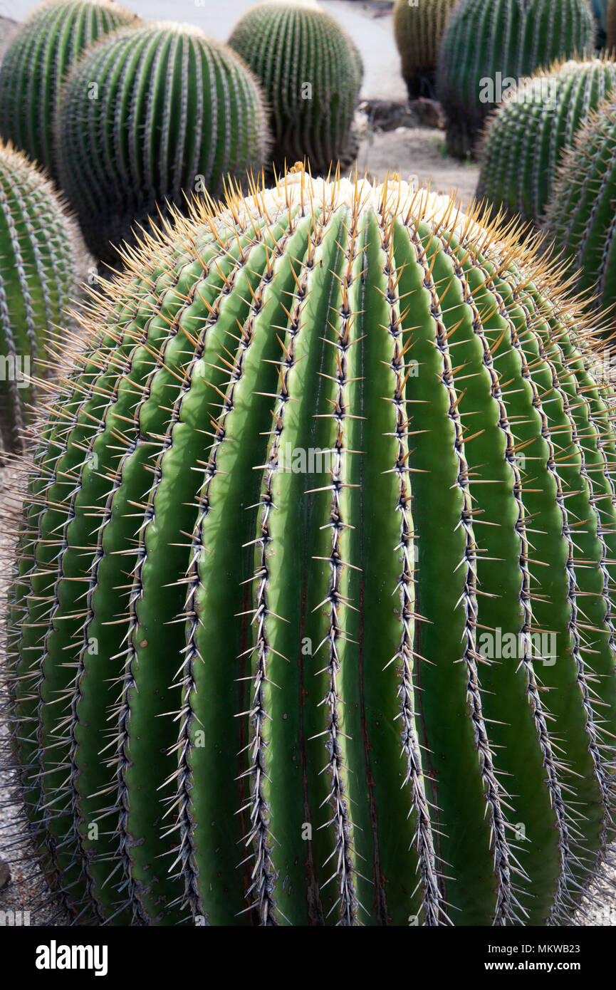 Barrel cactus sur l'affichage à l'Huntington Gardens à Pasadena, CA Banque D'Images