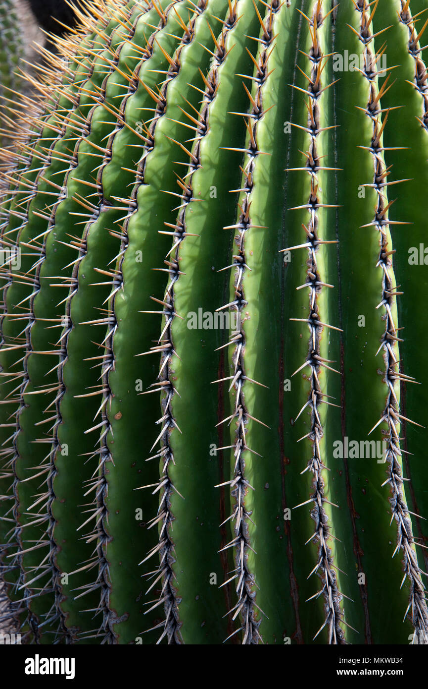 Détail de baril à l'cactus Huntington Gardens à Pasadena, CA Banque D'Images