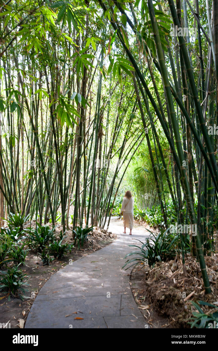Femme marche sur chemin par bambous à l'Huntington Gardens à Pasadena, CA Banque D'Images