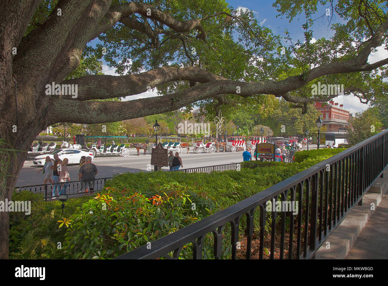 L'ombre des chênes de Decatur Street's les trottoirs au bas de Jackson Square, New Orleans, Louisiane. Banque D'Images
