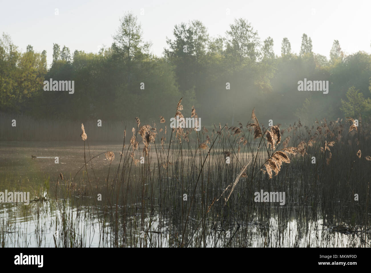 Brume matinale passant de Knott Lake au sein de la Réserve Naturelle du Lagon Bleu, Bletchley, Milton Keynes, Buckinghamshire, le 8 mai 2018 Banque D'Images