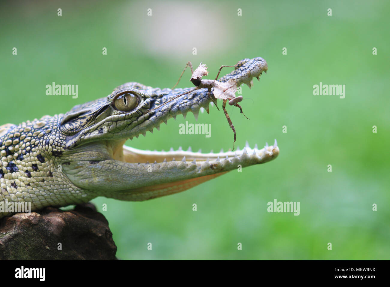 Les crocodiles et mantis avec un fond vert Banque D'Images