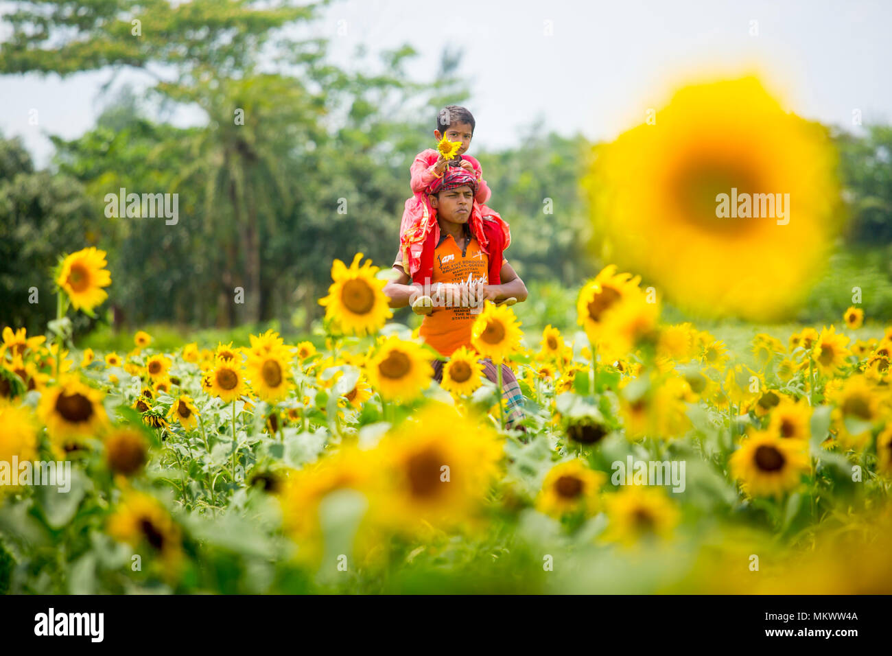 La culture du tournesol a augmenté trois fois au cours des dernières années, en particulier dans le domaine de l'Subarnachar Noakhali district, car les agriculteurs locaux Banque D'Images