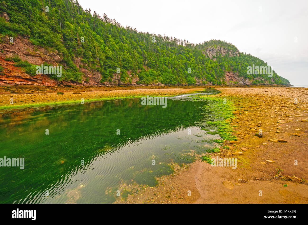 Point Wolfe Creek à marée basse dans la baie de Fundy Banque D'Images