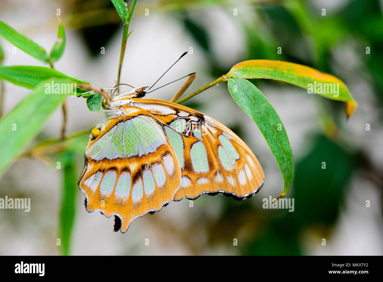 Siproeta Stelenes Malachite (butterlfy) on leaf Banque D'Images