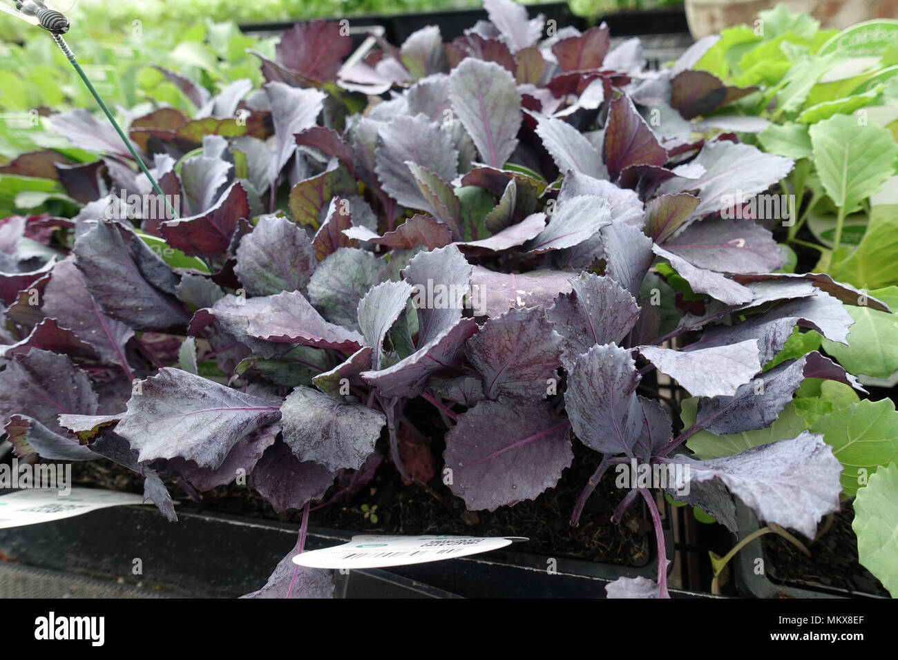 Brassica Oleracea Ou Connu Sous Le Nom De Bebe Chou Brassica Oleracea Rouge Ou Connu Comme Le Chou Rouge Bebe Photo Stock Alamy