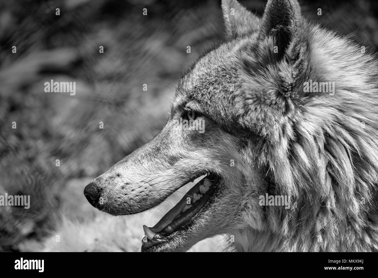Un loup gris (Canis lupus) est vu de près, par le côté, à l'ouest de la Caroline du Nord Nature Centre à Asheville, NC, USA Banque D'Images