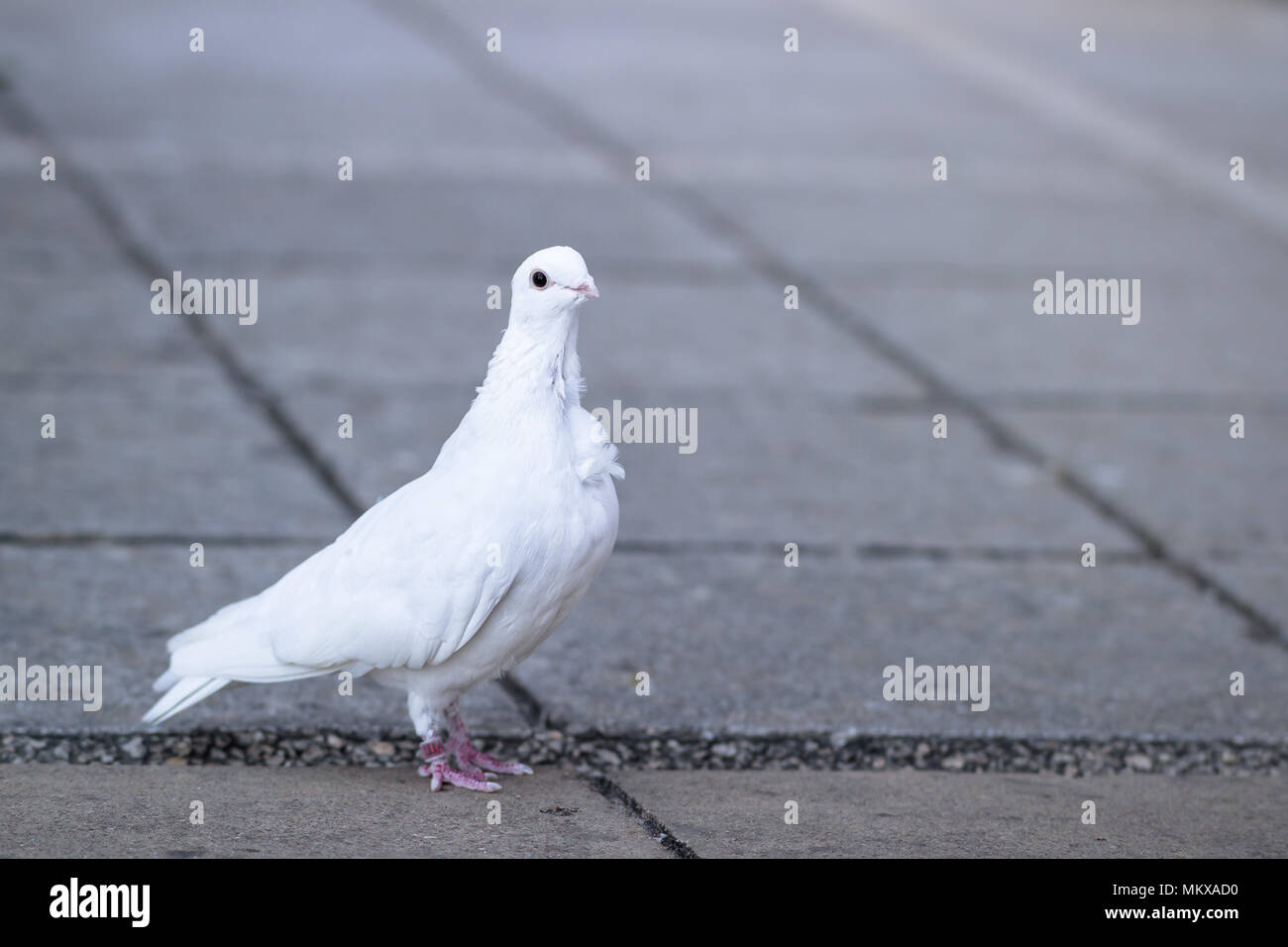Colombe blanche debout dans la cour d'église pavé avec anneau d'identification des oiseaux Banque D'Images