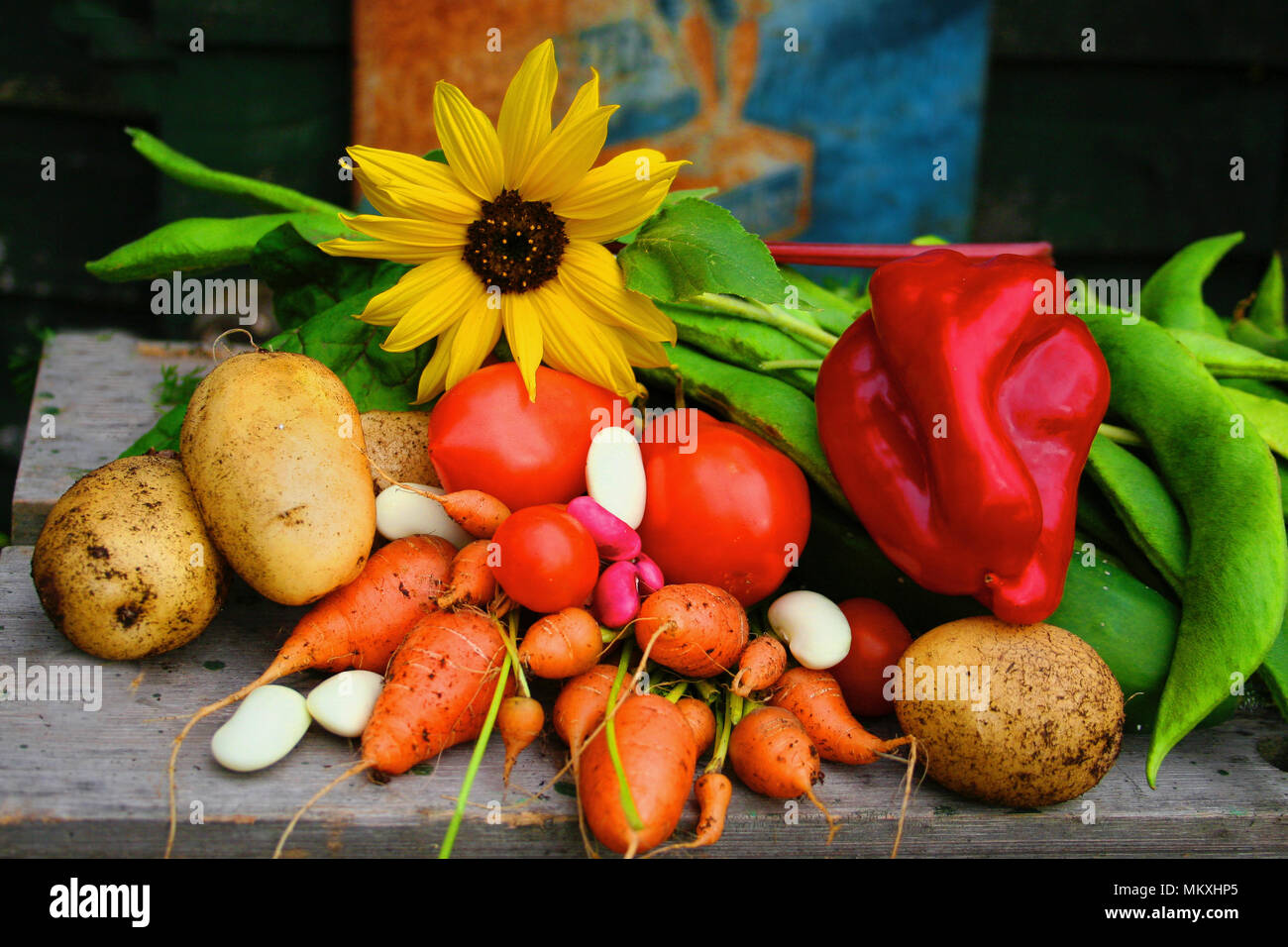 Légumes du jardin potager Banque D'Images