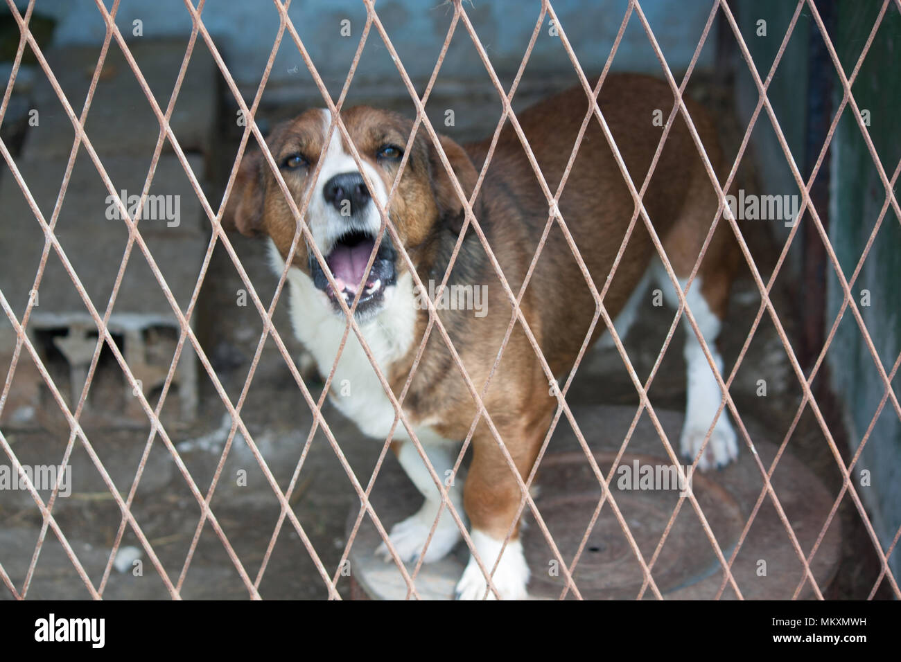 Chien brun enfermé dans une boîte Banque D'Images