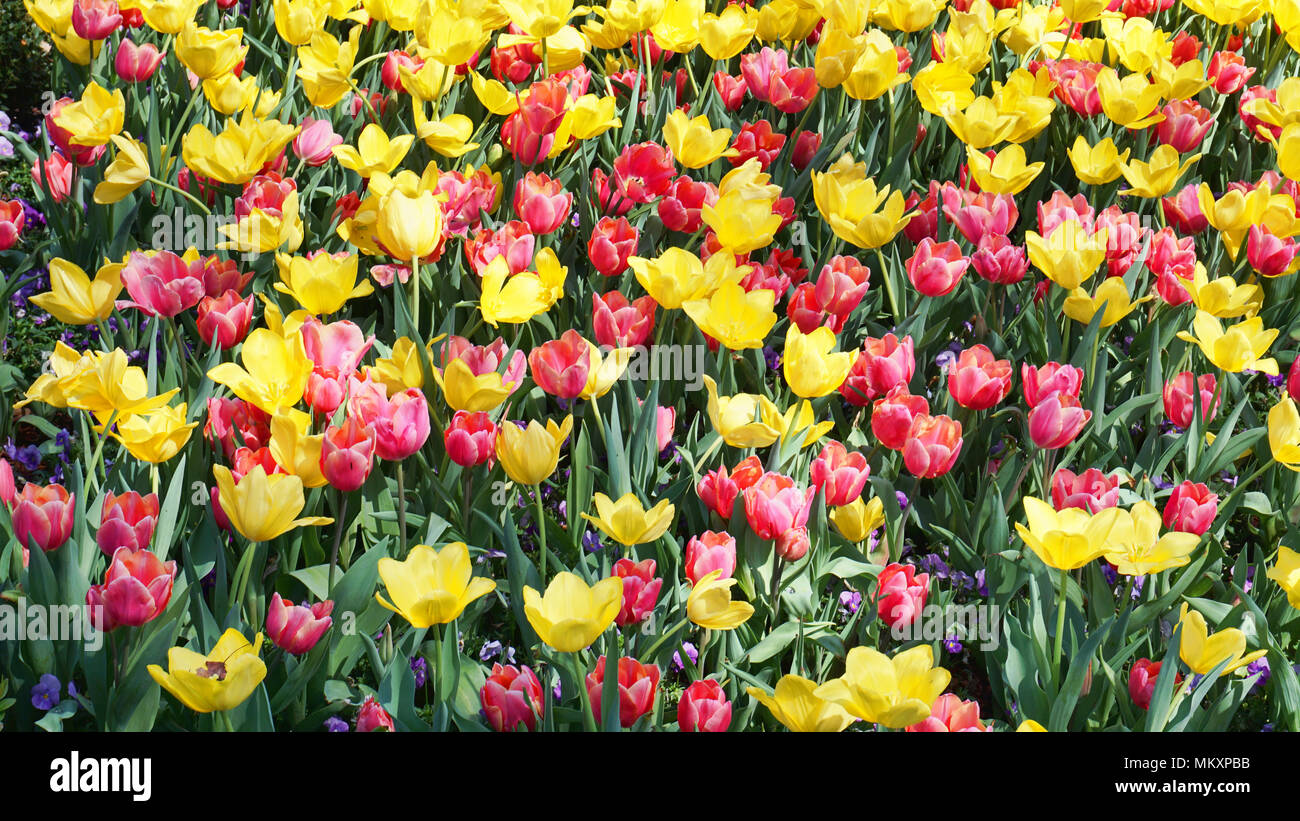 Printemps tulipes sur le parc au Texas. Banque D'Images