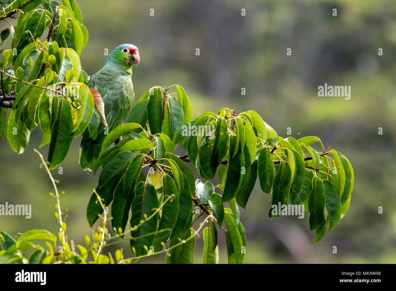 Red-lored Parrot ou rouge-lored Amazon Parrot - Laguna del Lagarto Lodge, Boca Tapada, San Carlos, Costa Rica Banque D'Images