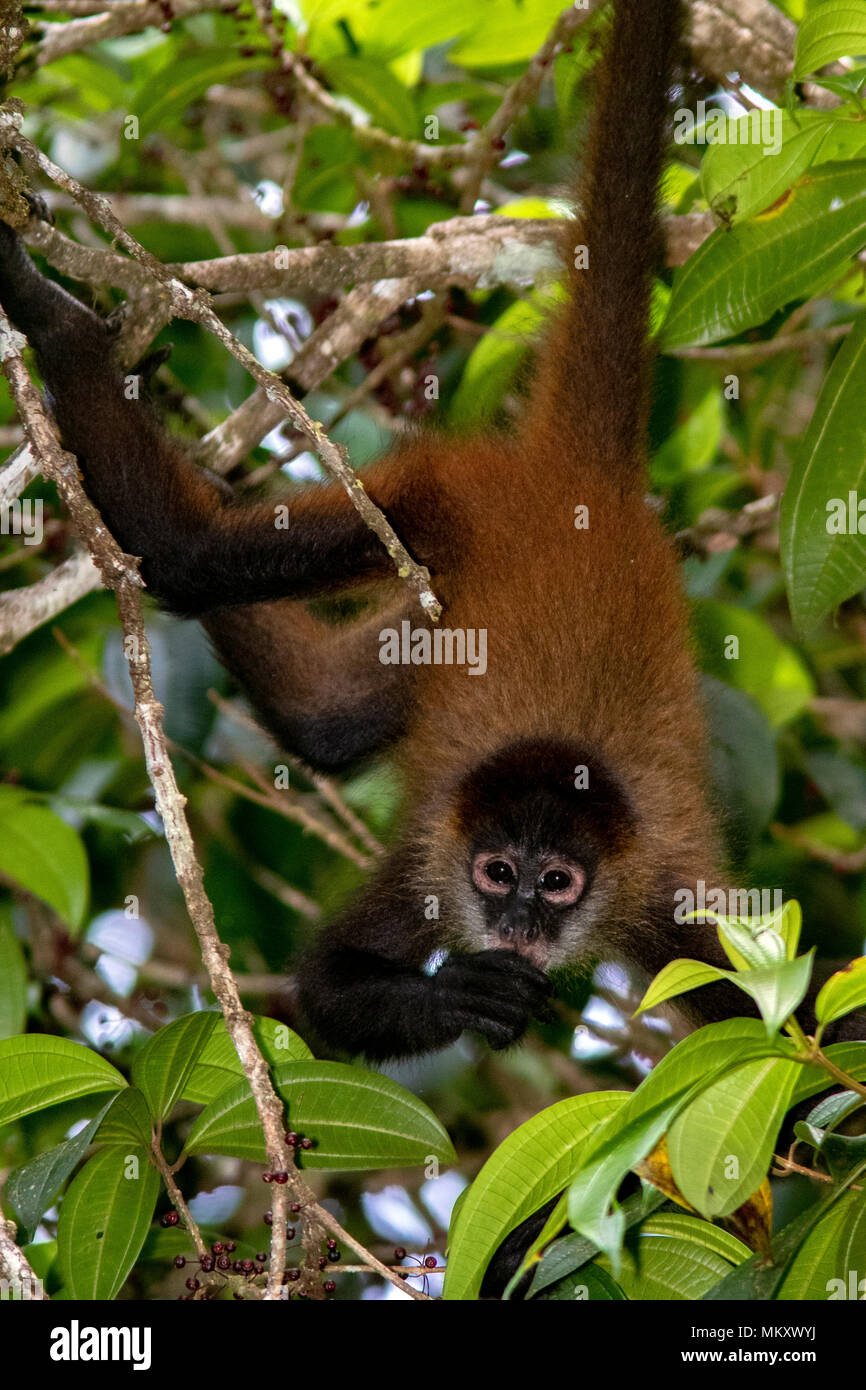 Singe araignée de Geoffroy (Ateles geoffroyi) - La Laguna del Lagarto Lodge, Boca Tapada, Costa Rica Banque D'Images