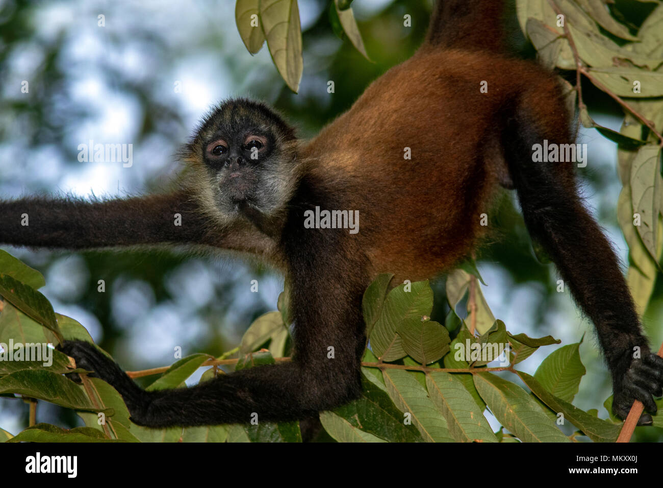 Singe araignée de Geoffroy (Ateles geoffroyi) - La Laguna del Lagarto Lodge, Boca Tapada, Costa Rica Banque D'Images