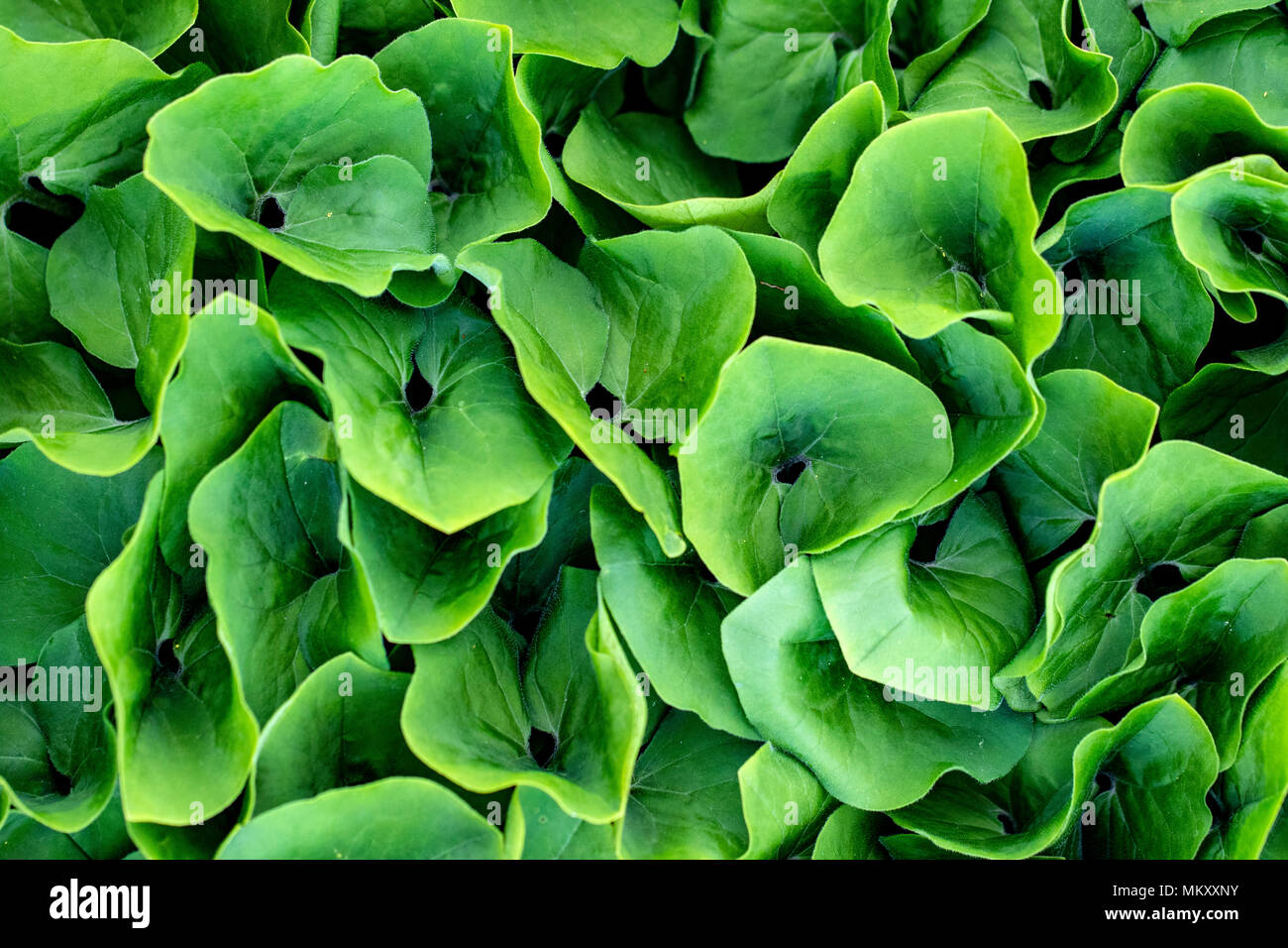 Le gingembre sauvage (Asarum) vert feuille patterns - North Carolina Arboretum, Asheville, Caroline du Nord, États-Unis Banque D'Images