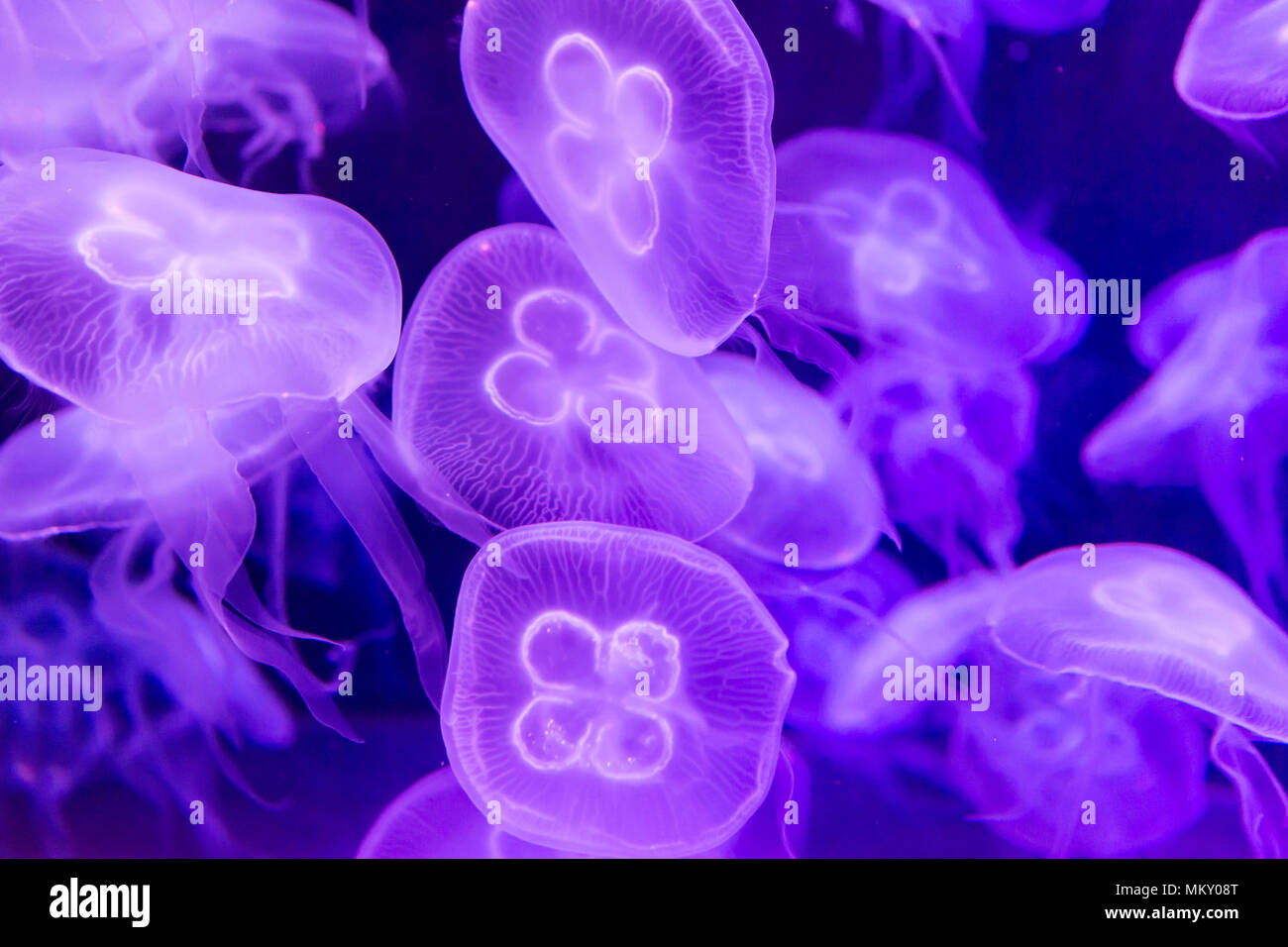 Lune méduse Aurelia aurita couleur translucide violet et fond violet. Aurelia aurita (également appelé common méduse méduse de lune, lune, j Banque D'Images