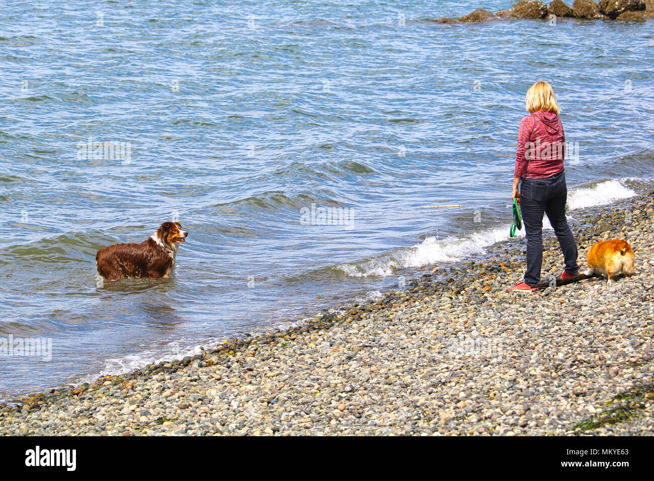 Un border collie attend son propriétaire à deux pas somethiing inton l'eau pour lui d'aller chercher à Bellingham, Bay. La femme se dresse sur l'éperon des pierres o Banque D'Images