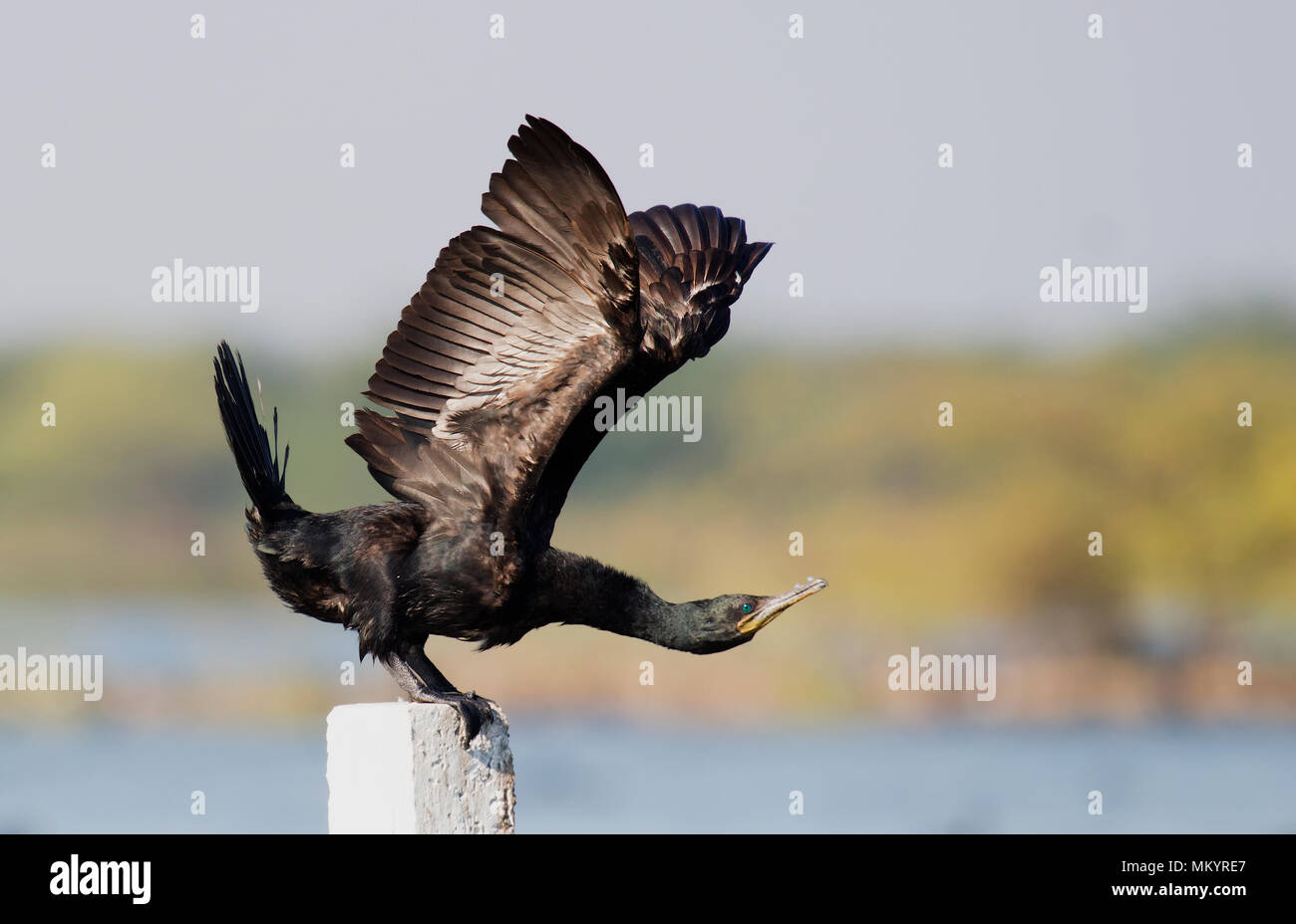 Cormoran de Yoga Banque D'Images