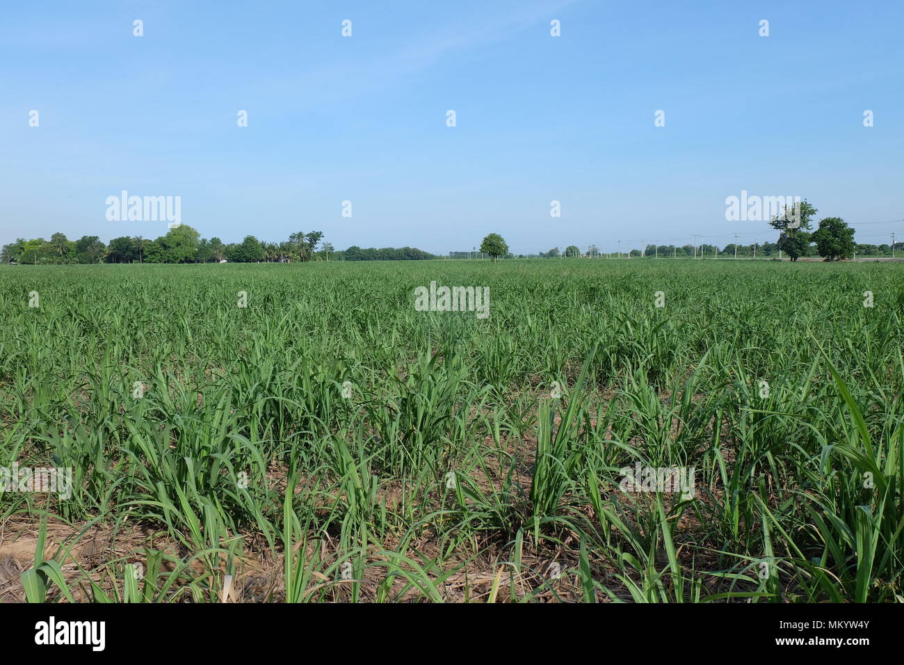Canne à sucre Banque D'Images