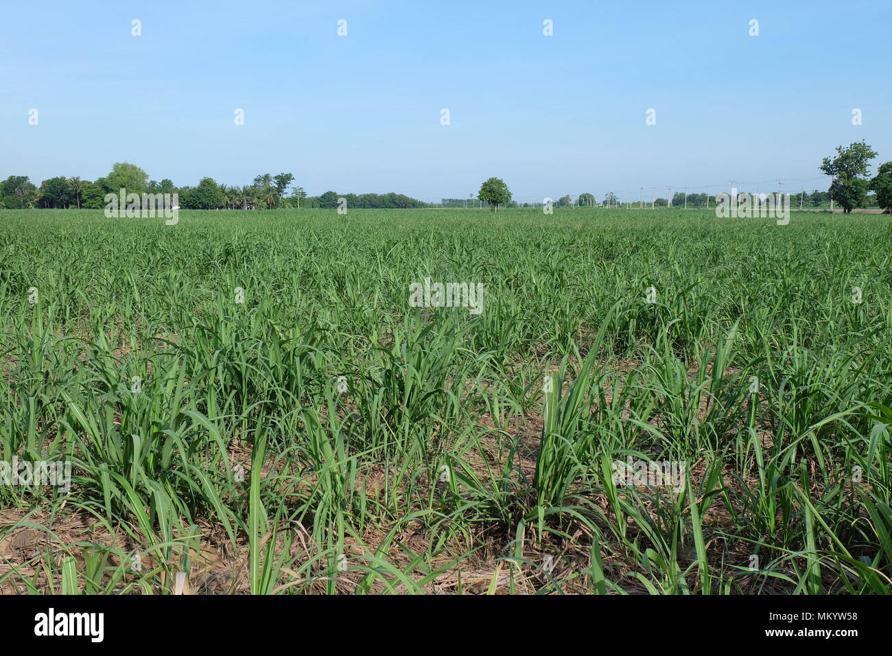 Canne à sucre Banque D'Images