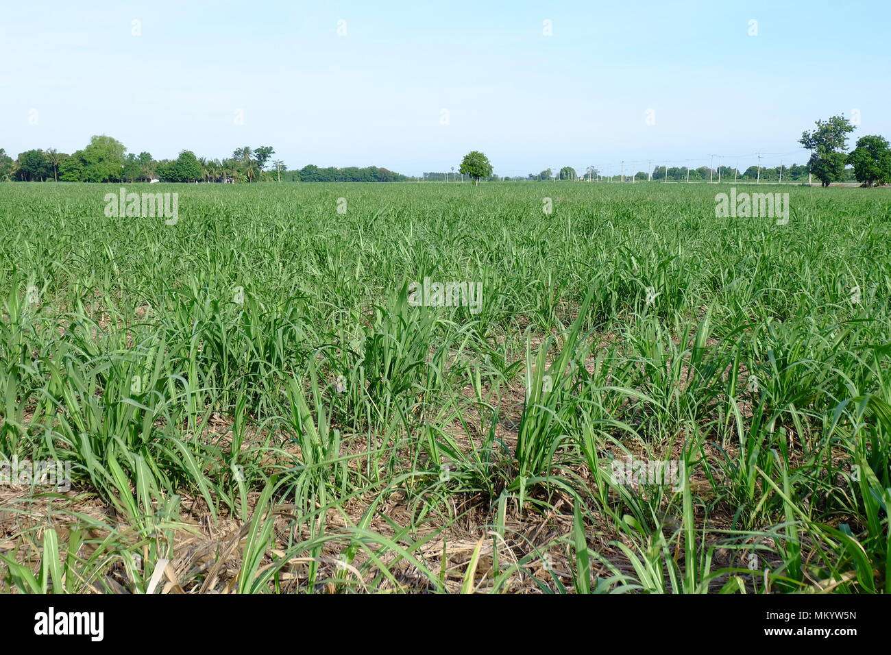Canne à sucre Banque D'Images