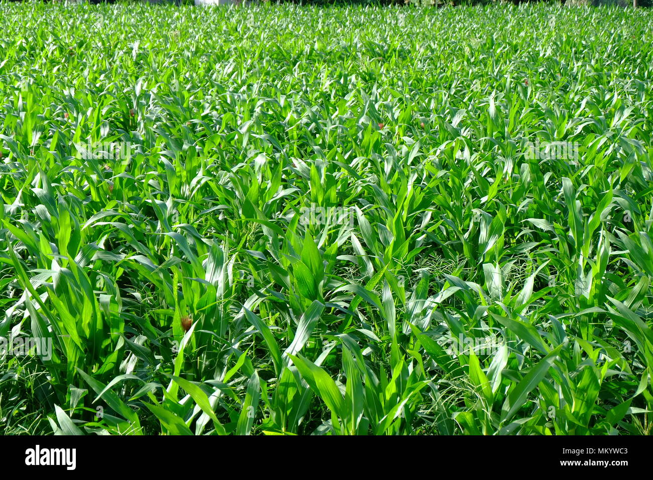 Ferme de maïs Banque D'Images