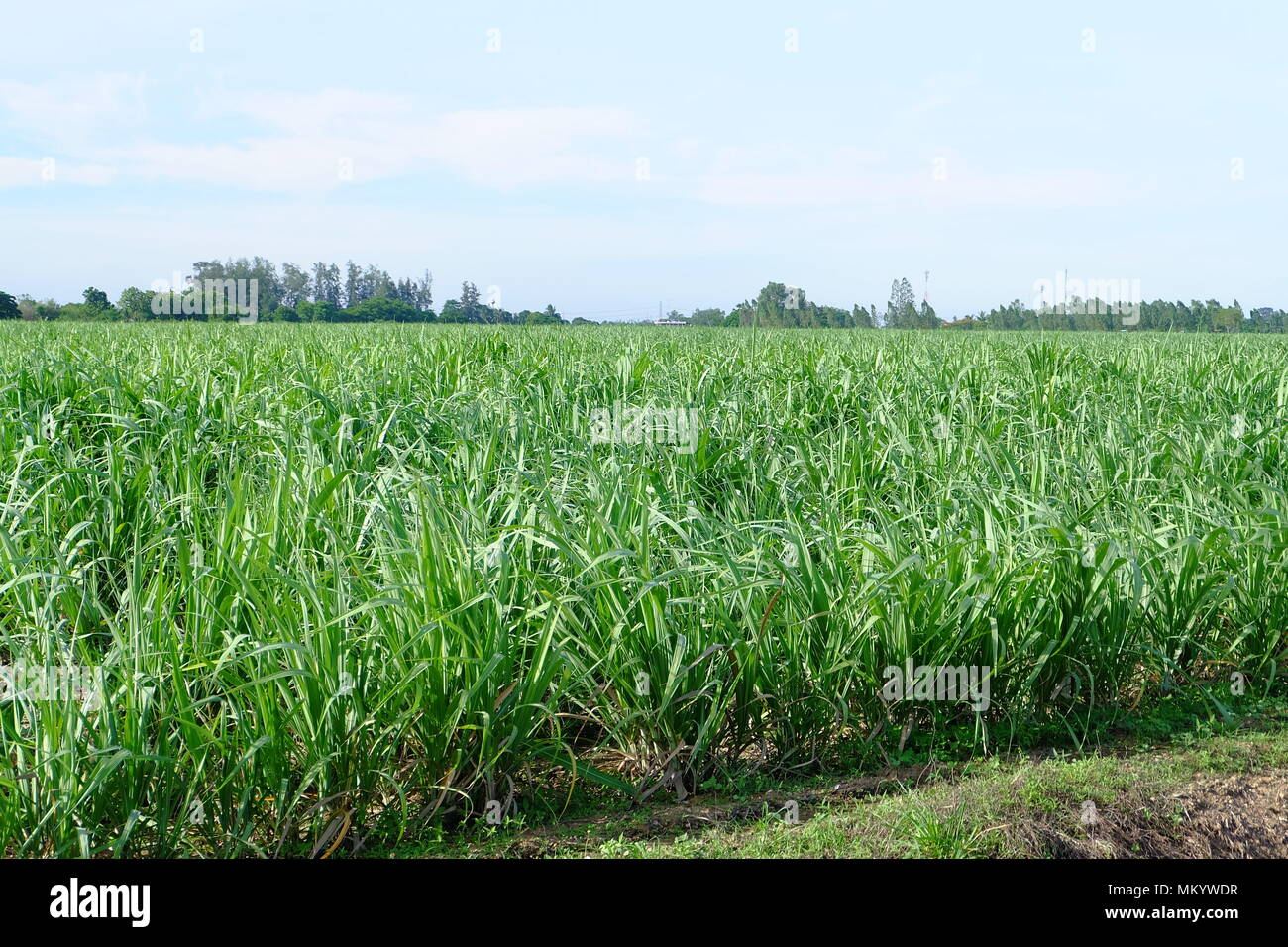 Canne à sucre Banque D'Images