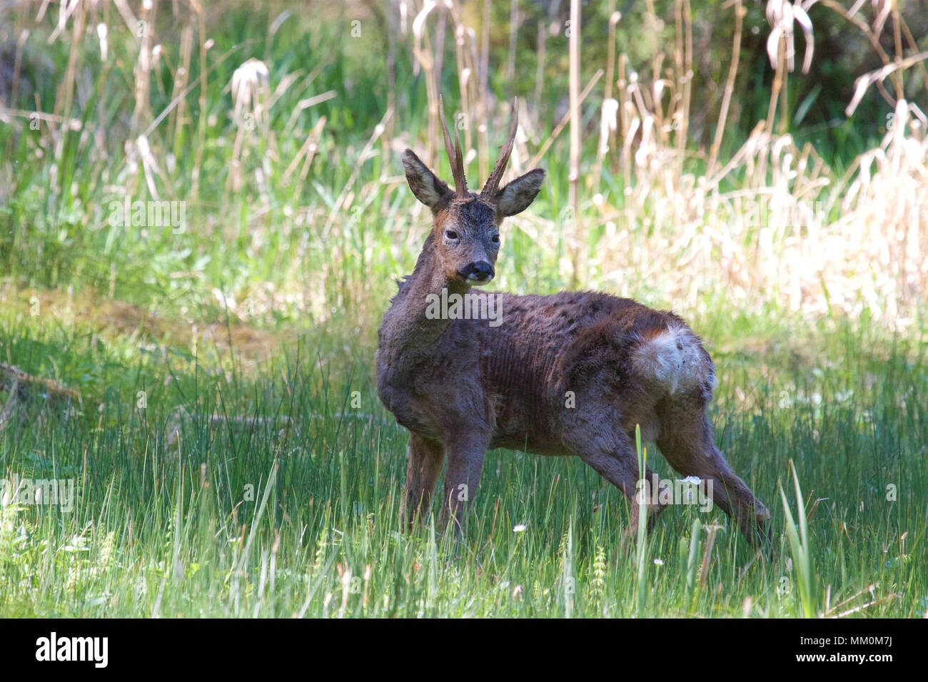 Un seul mâle Chevreuil (Capreolus capreolus) avec peu de bois pris dans un bois sur une journée de printemps ensoleillée. Banque D'Images