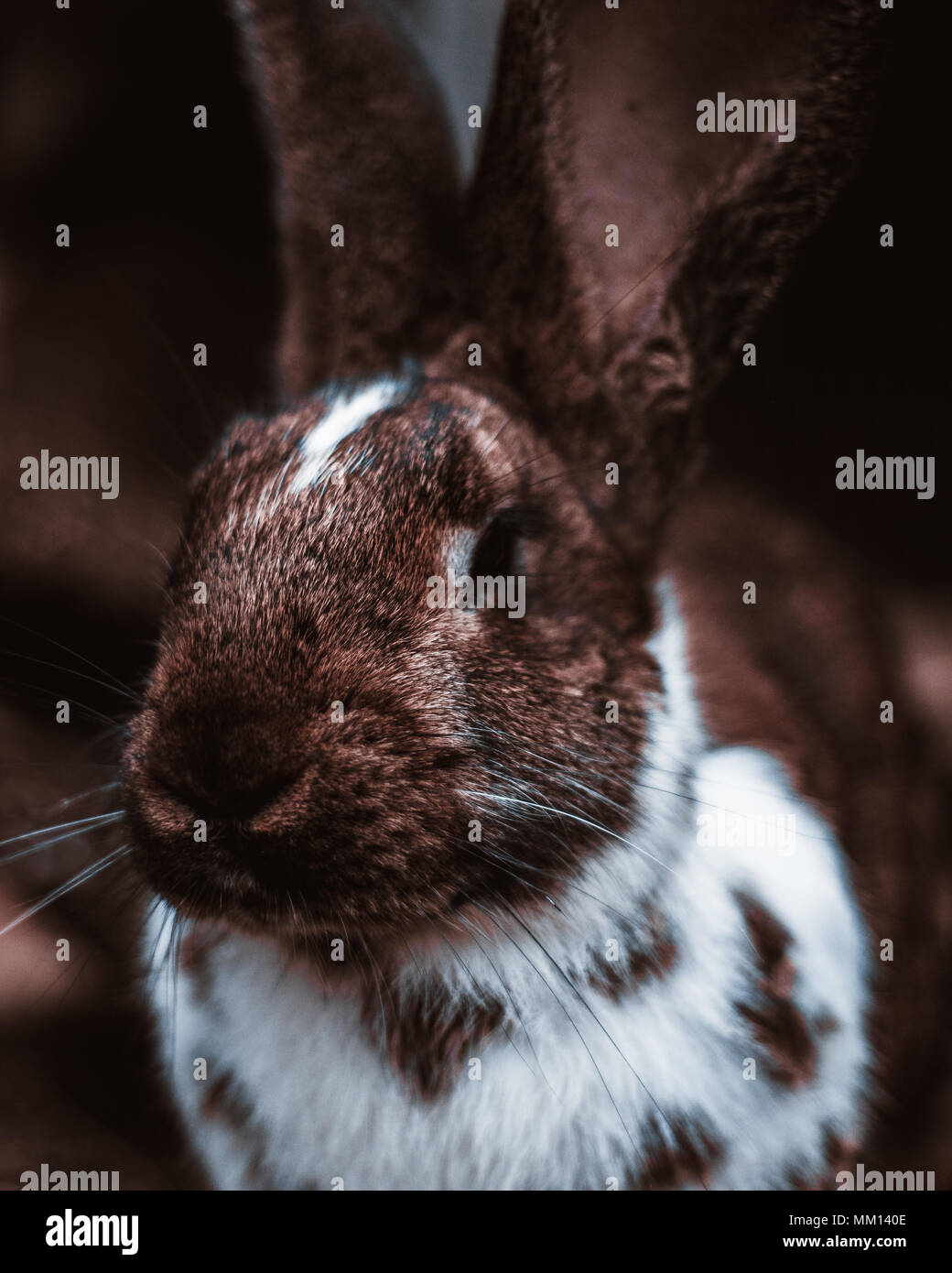 Aimer la nature Banque D'Images