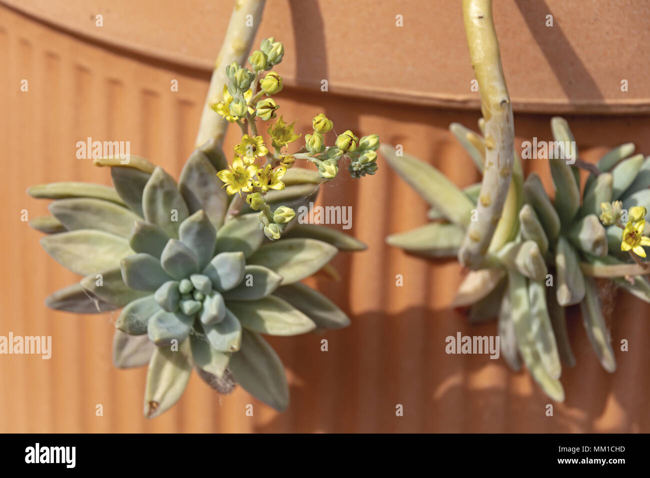 Les plantes succulentes Echeveria Miranda en fleur 4 couleurs Banque D'Images