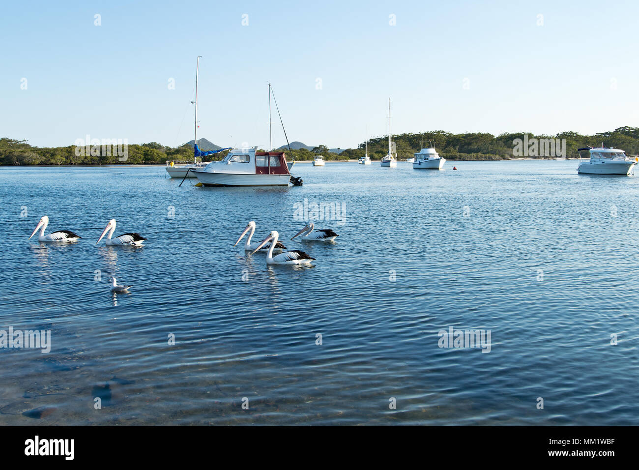 Des pélicans et des bateaux sur Myall Lake en Australie. Banque D'Images