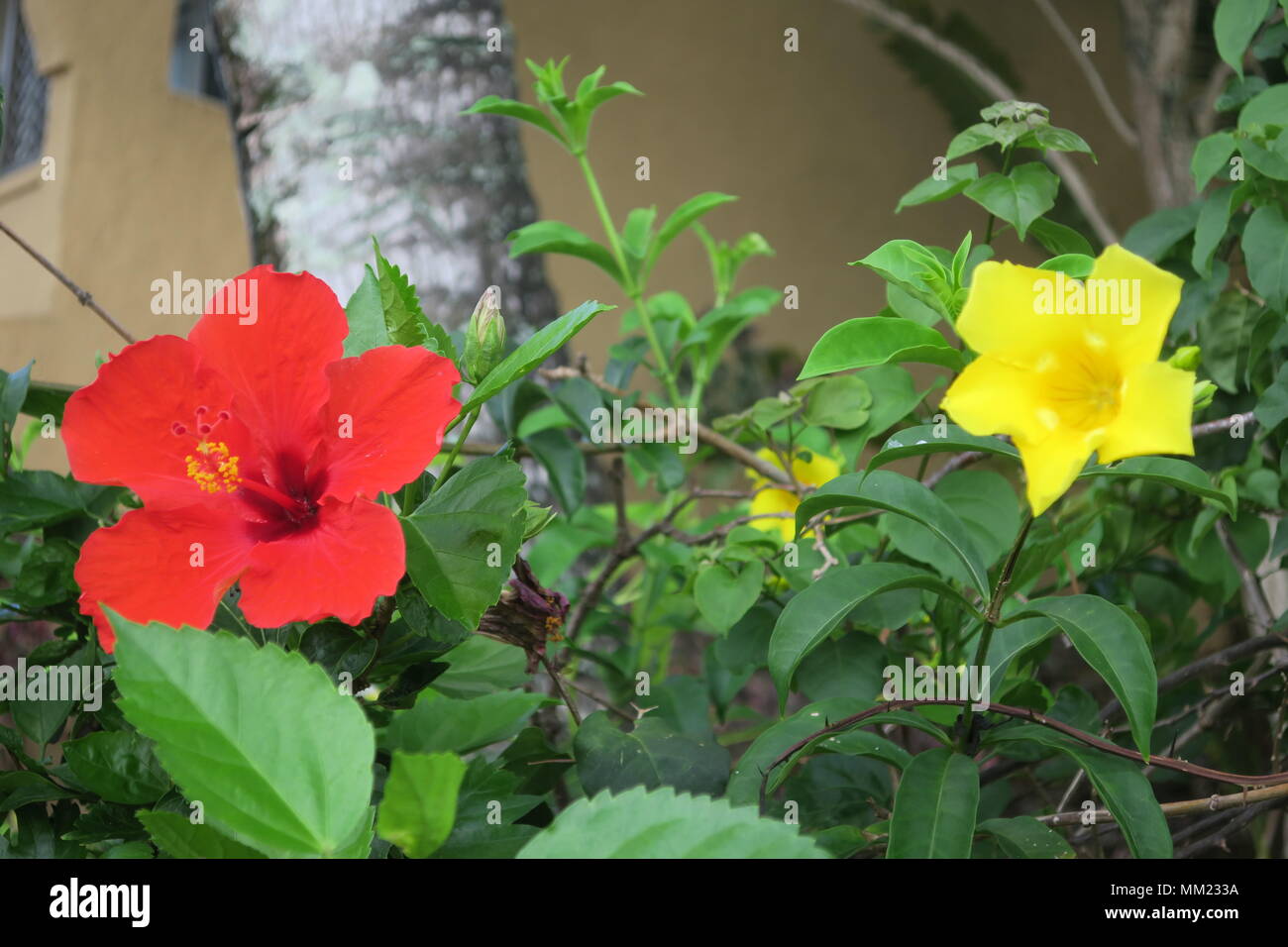 Lallamanda Ou Trompette Dor Et Fleurs Jaunes Fleurs D
