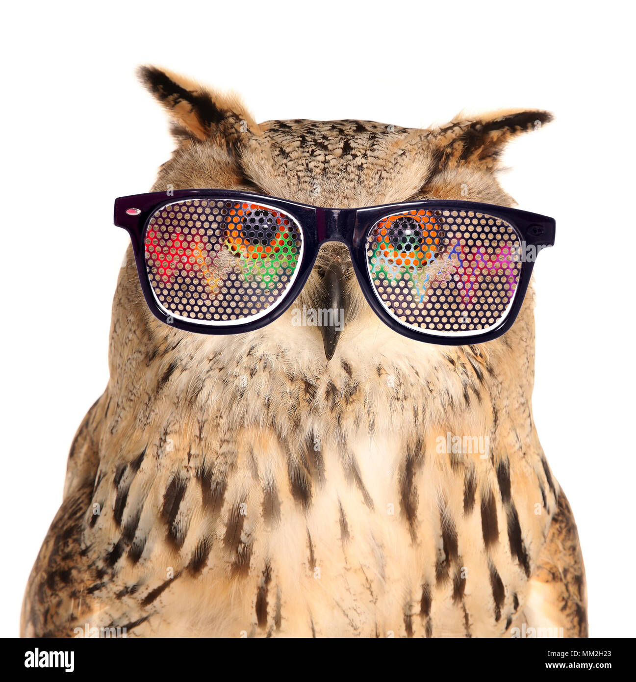 Hibou à lunettes Banque de photographies et d'images à haute résolution -  Alamy