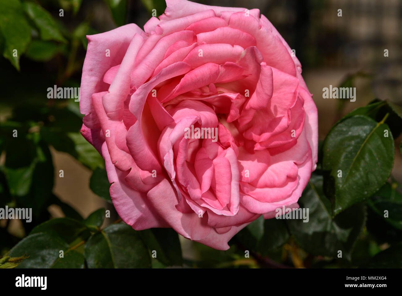 Fleur Rose Campanile Source Delbard Chabert 1967