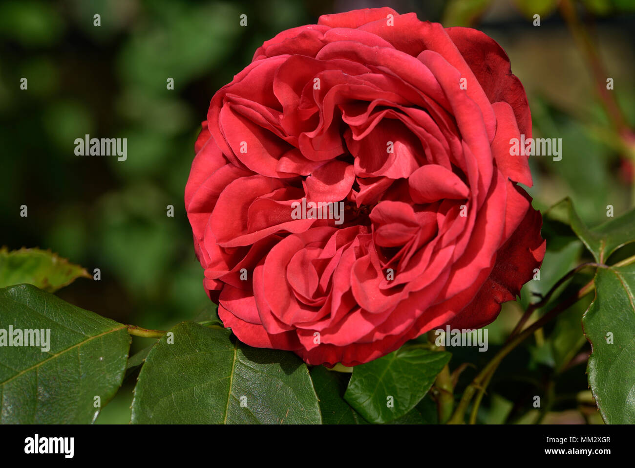Fleur Rose Rabelais Source Meilland 1996 Synonyme