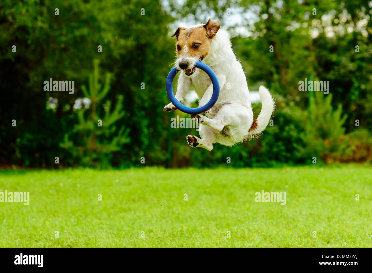 Funny dog en saut motion capture ring toss toy Banque D'Images
