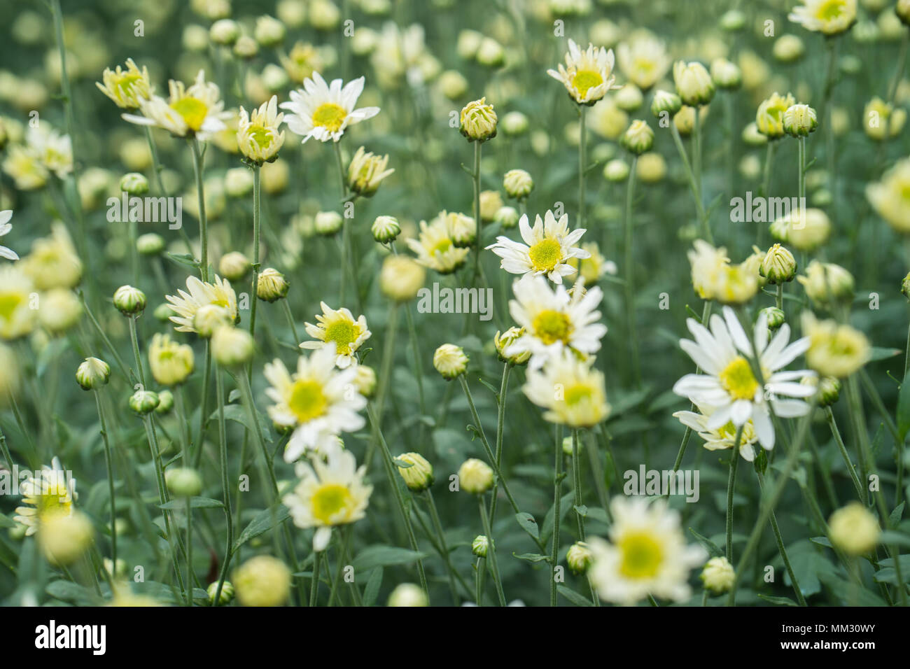 Daisy fleur en pleine floraison Banque D'Images