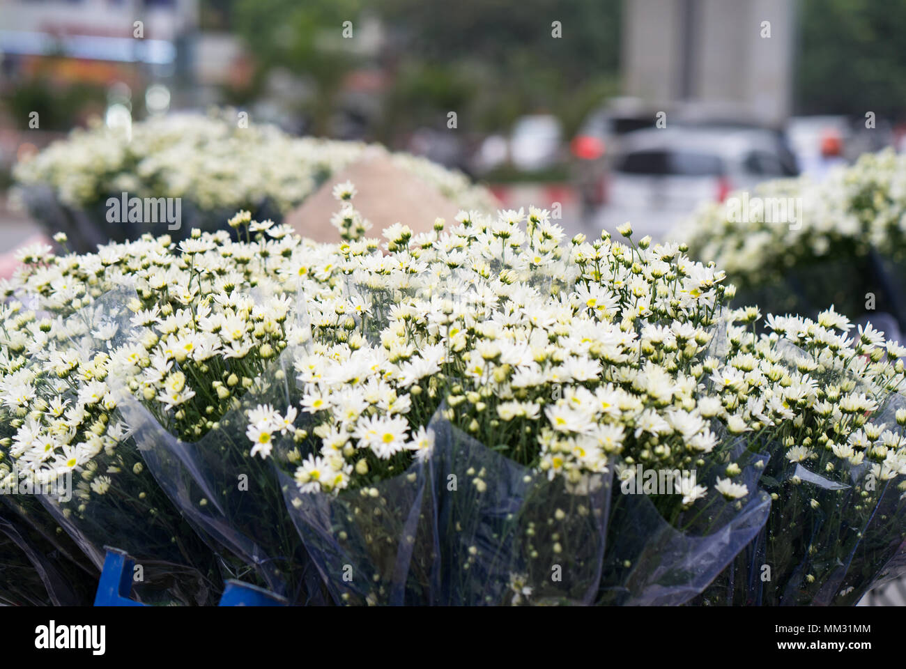 Daisy fleur en pleine floraison Banque D'Images