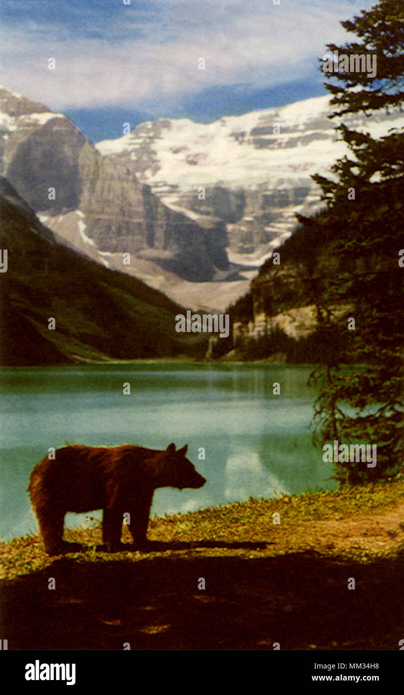 L'ours noir au lac Louise. 1955 Banque D'Images