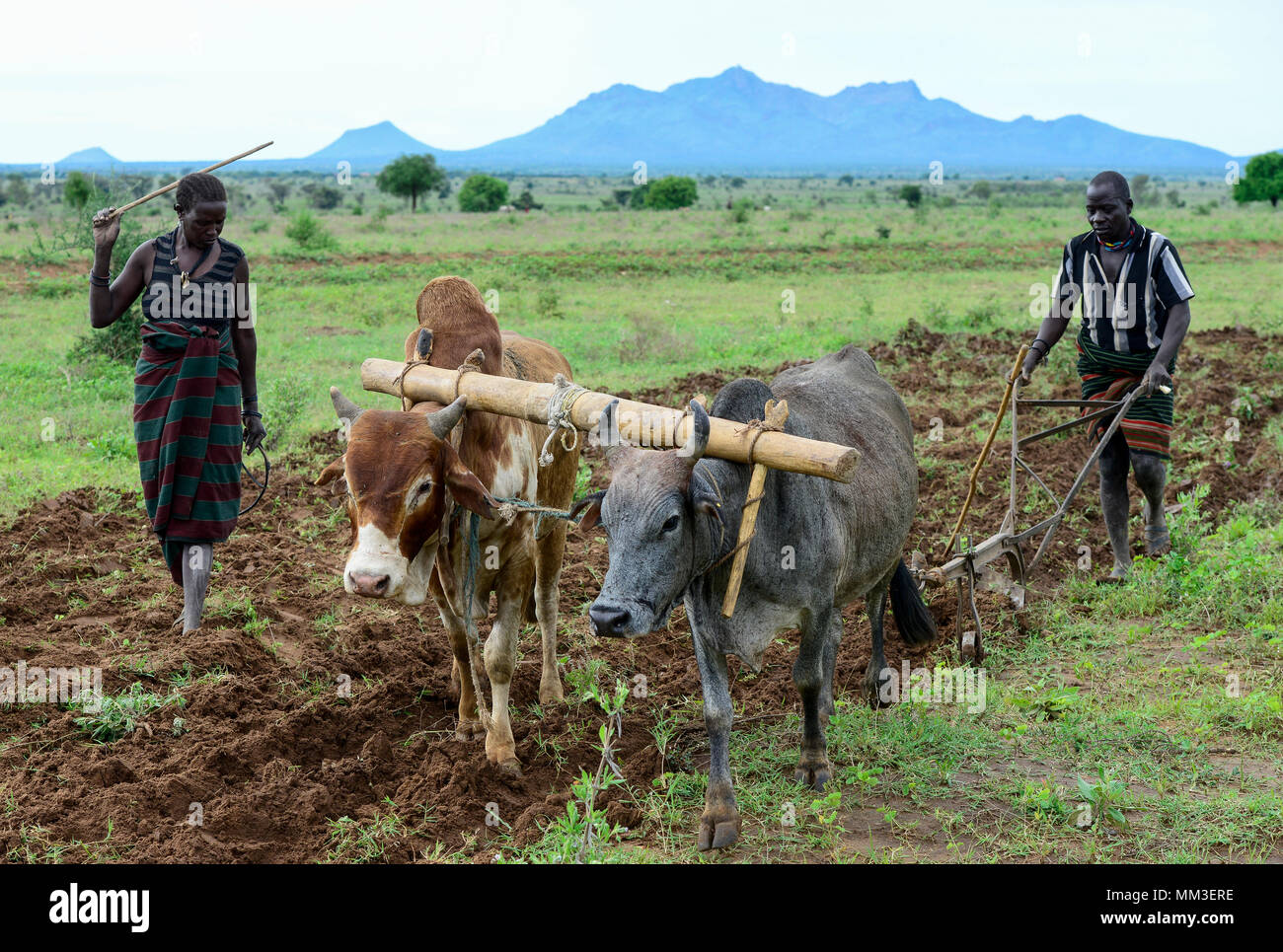 L'Ouganda, le Karamoja, Kotido, Karamojong tribu pastorale, l'adoption du changement climatique, traditionnellement à l'agriculture Changement d'éleveurs de bétail , champ de labour de la famille avec deux vaches, chape en bois Banque D'Images