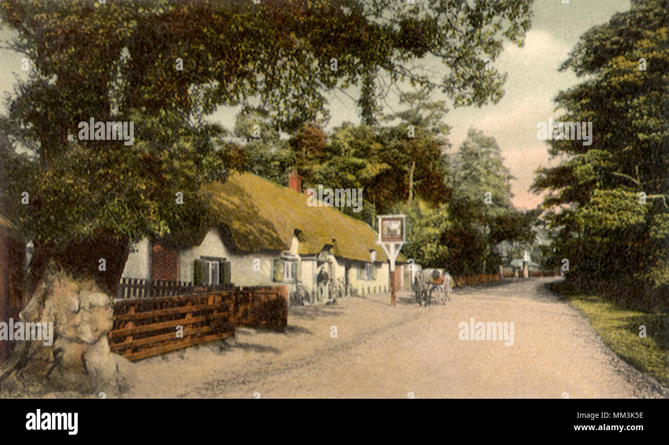 Le chat et le violon. New Forest. 1910 Banque D'Images