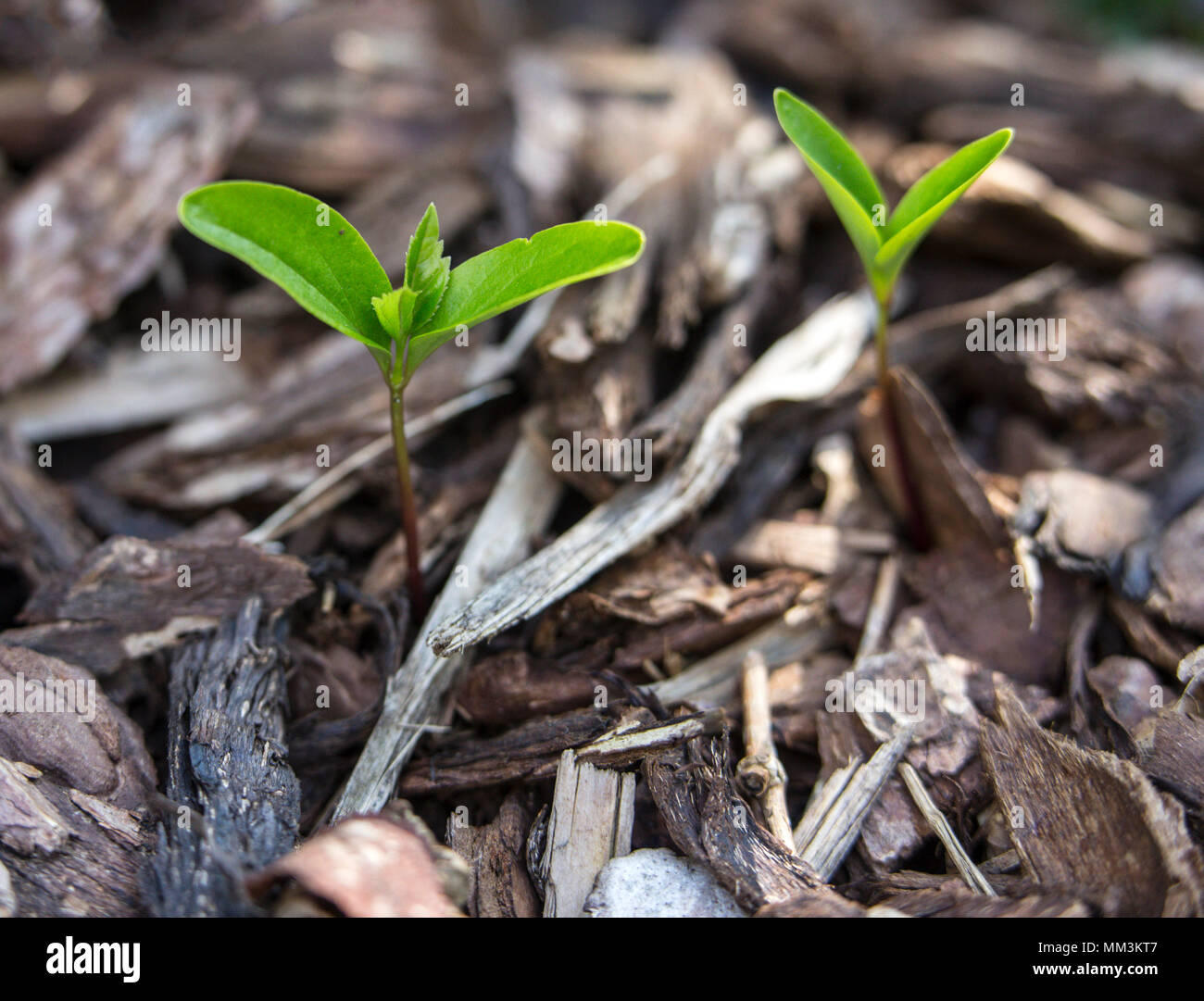 Les jeunes plants de frêne va croître n'importe où - de plus en plus ici sur l'écorce des écailles sur le dessus d'une membrane de lutte contre les mauvaises herbes Banque D'Images