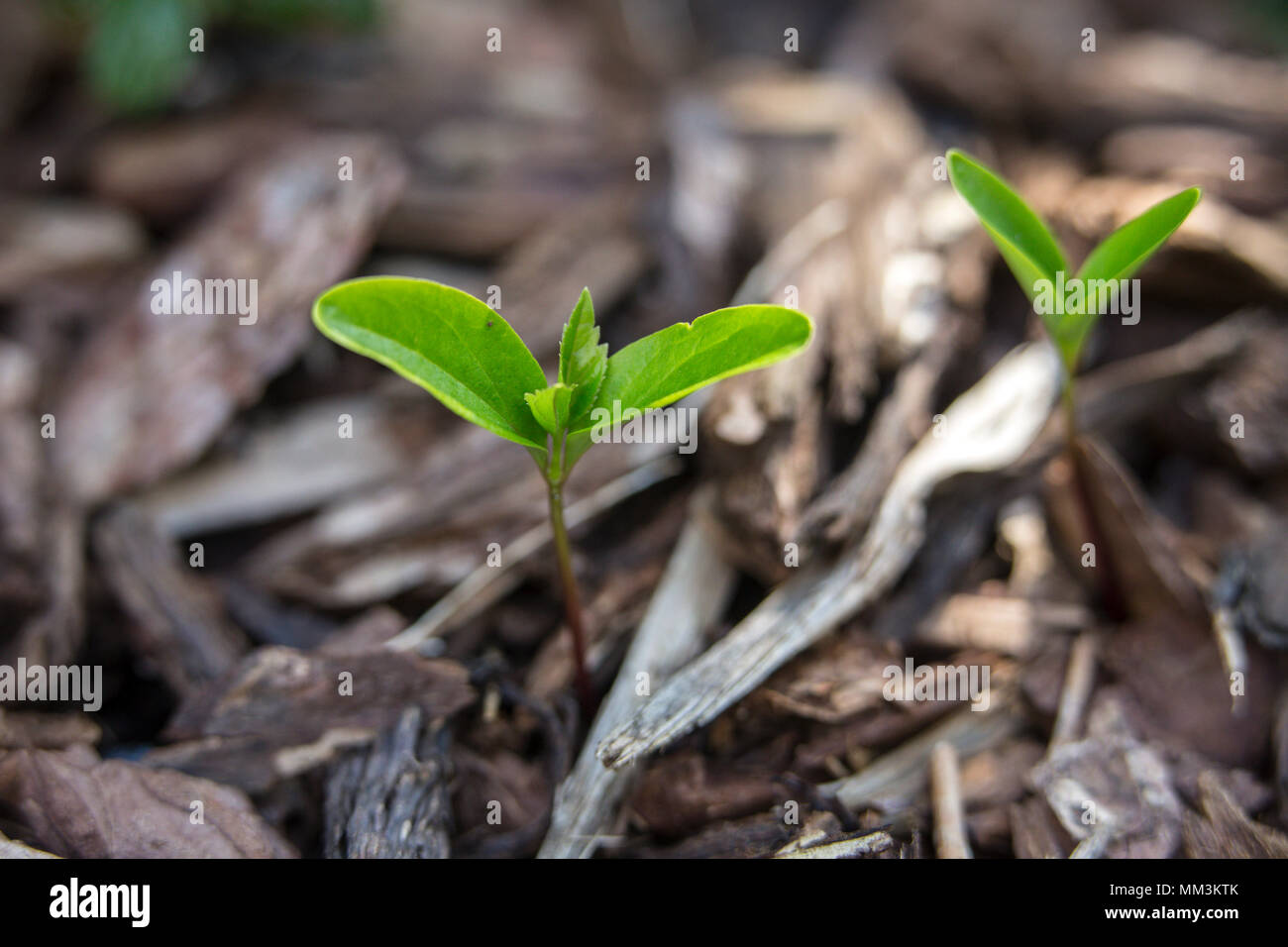 Les jeunes plants de frêne va croître n'importe où - de plus en plus ici sur l'écorce des écailles sur le dessus d'une membrane de lutte contre les mauvaises herbes Banque D'Images