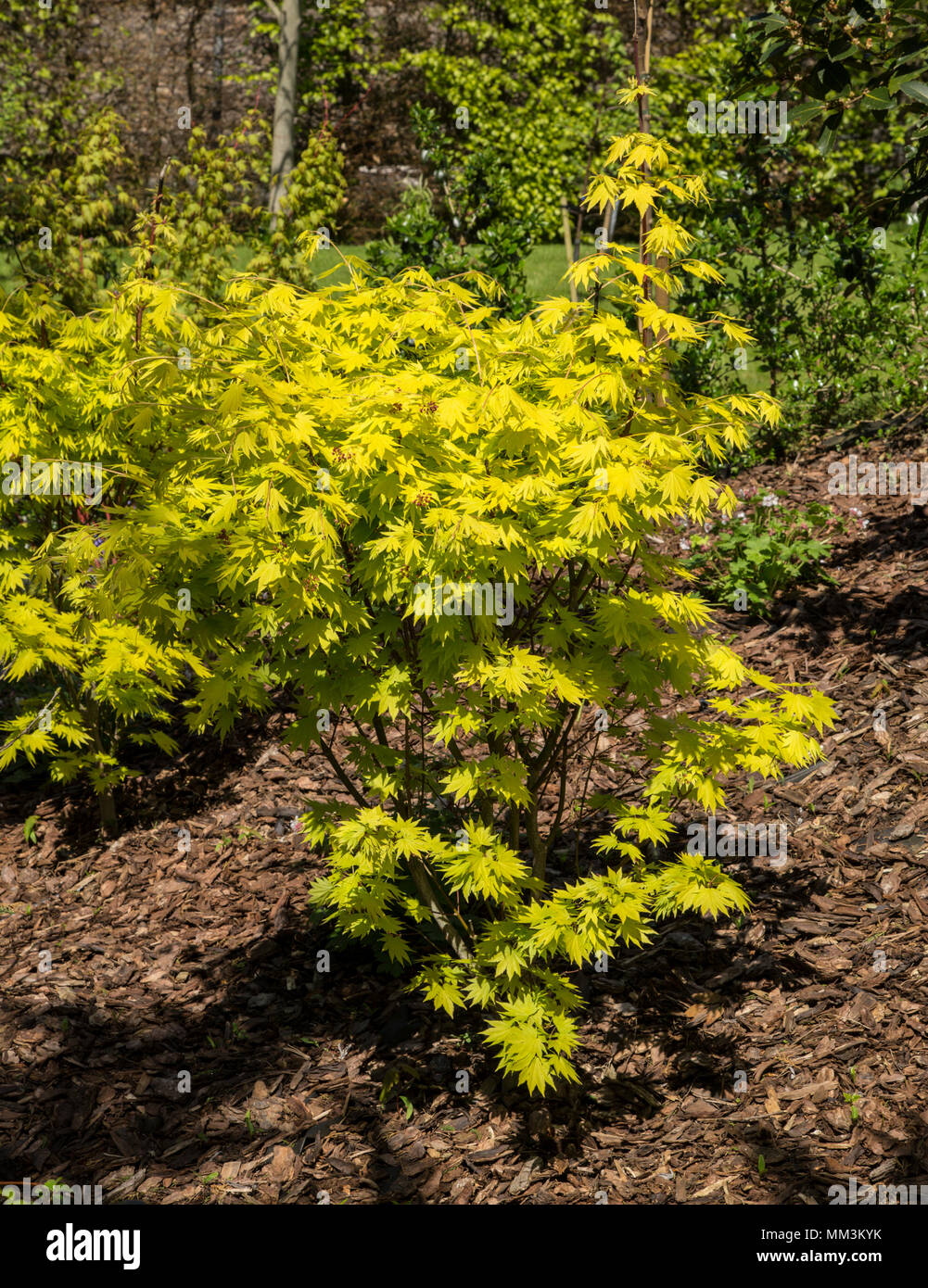 Arbre généalogique Acer shirasawanum Jordan, un arbre à feuilles jaune cultivé pour son feuillage coloré lumineux Banque D'Images