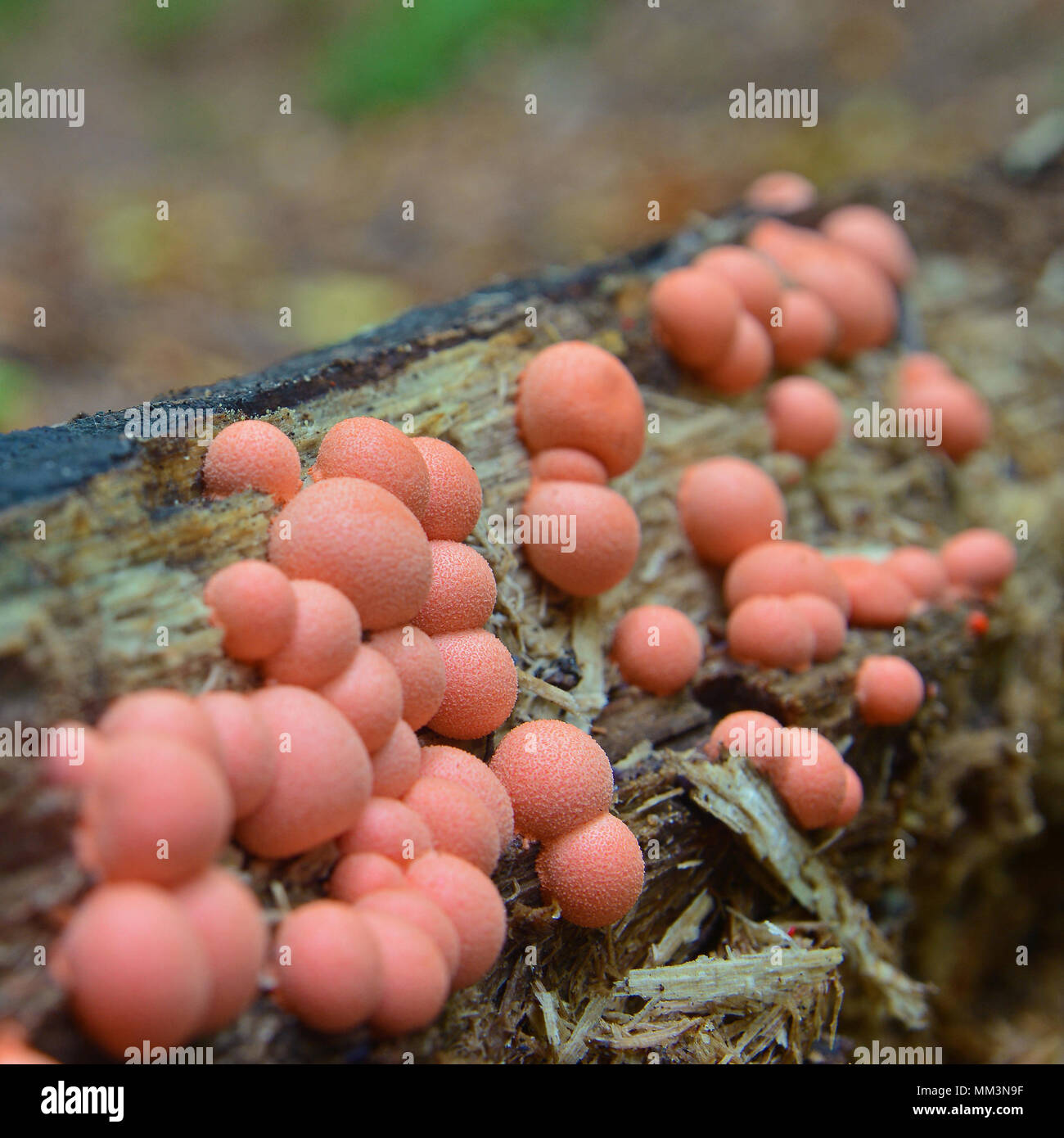 Lycogala epidendrum myxomycète, communément connu sous le nom de lait de loup Banque D'Images