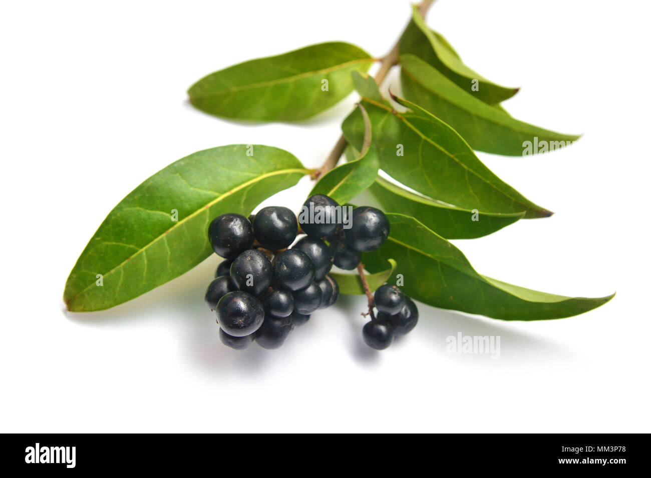 Ligustrum vulgare branch et les fruits, connus sous le nom de troènes sauvages Banque D'Images