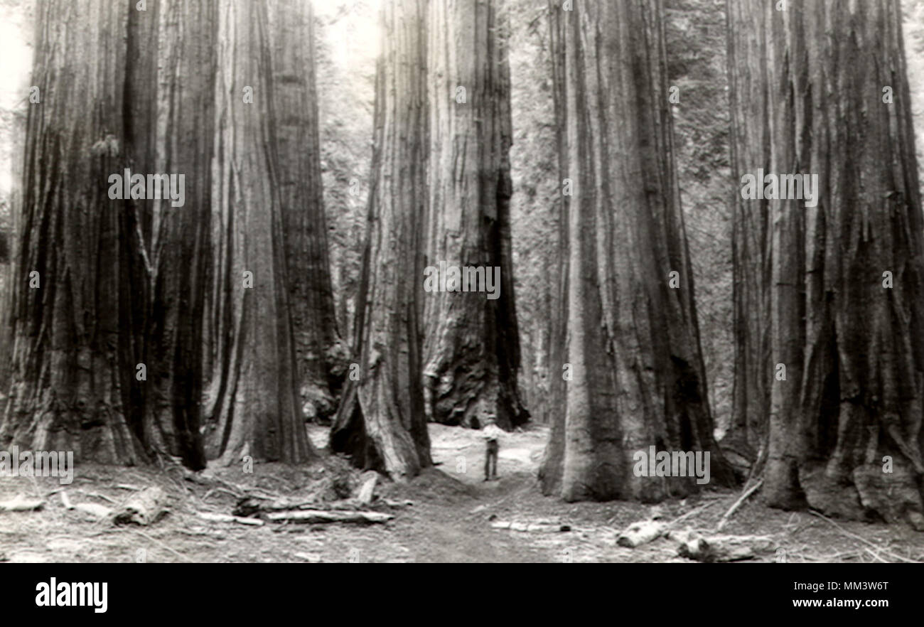 Fondateurs du groupe. Sequoia National Park. 1935 Banque D'Images