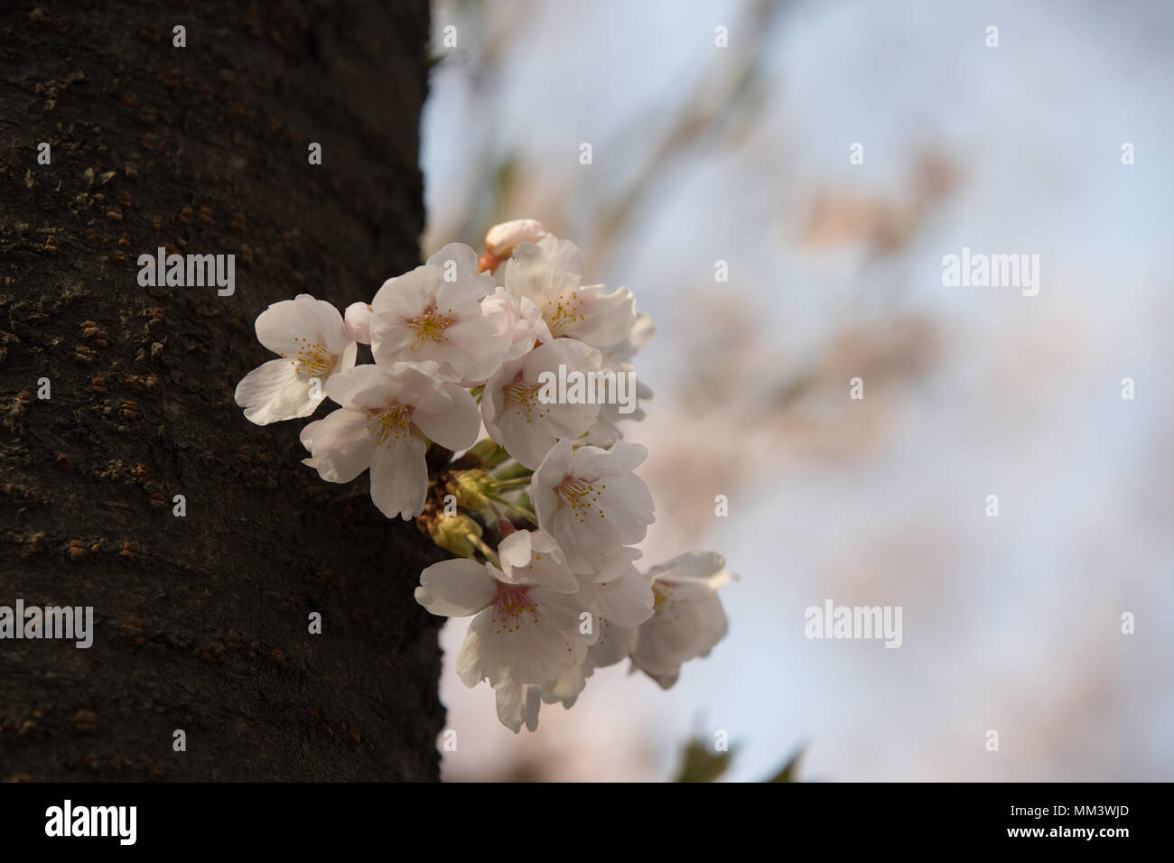 Fleur de cerisier en fleurs Banque D'Images